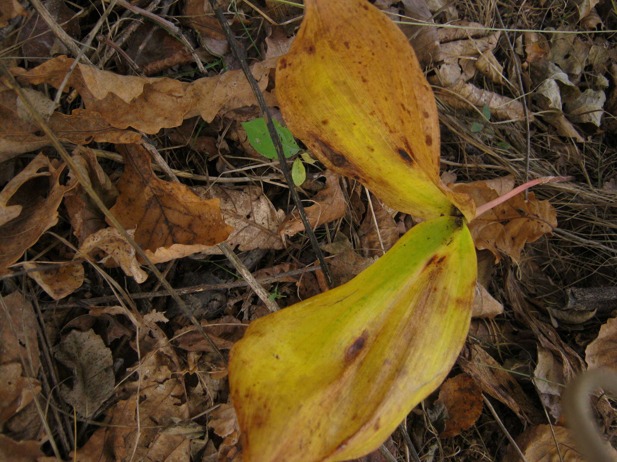 Image of Convallaria keiskei Miq.