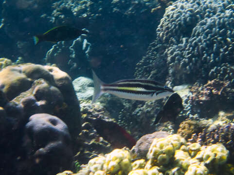 Image of Three-striped whiptail