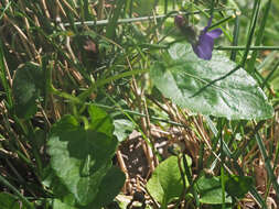 Imagem de Viola alba subsp. cretica (Boiss. & Heldr.) Marcussen