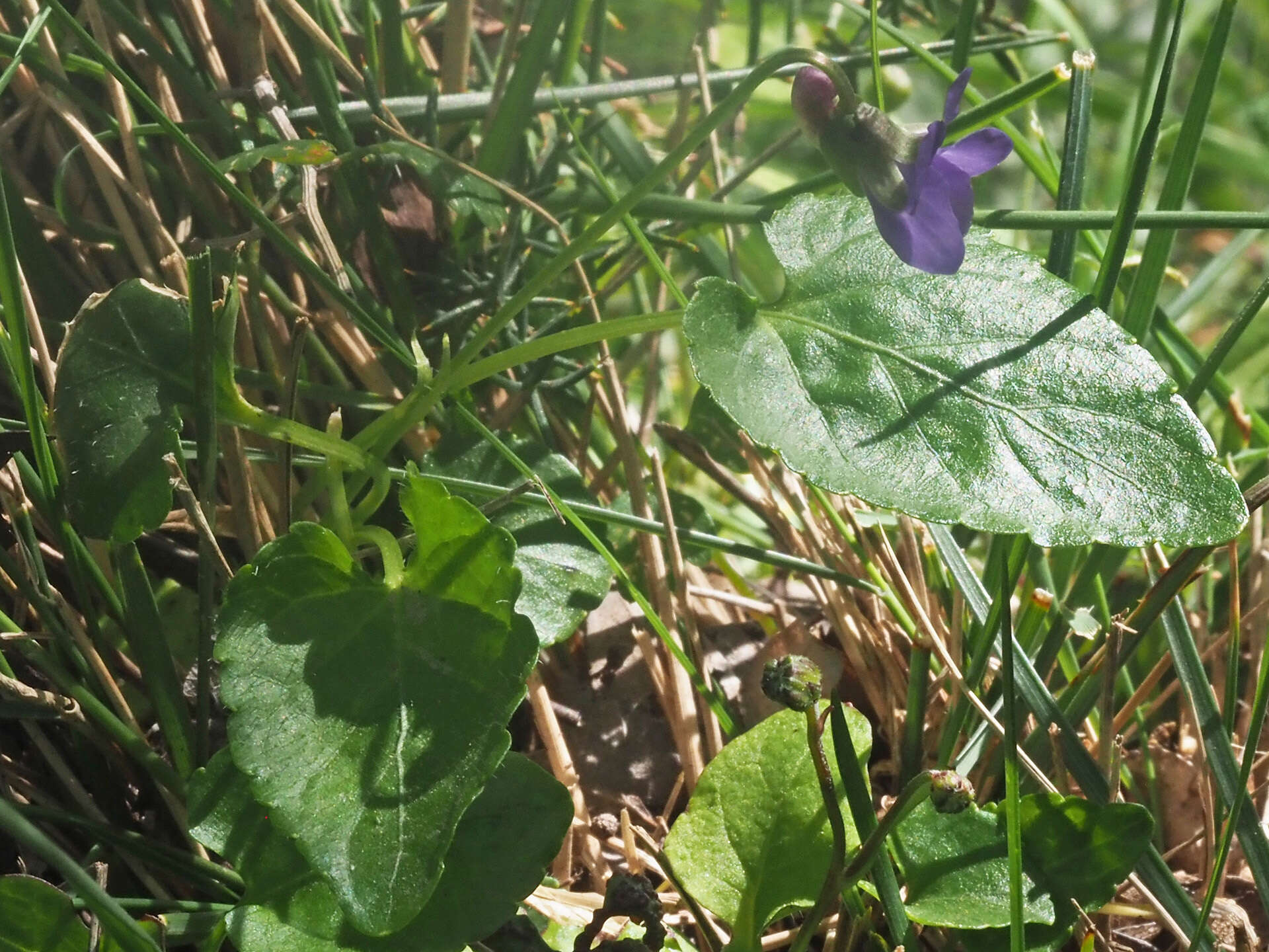 Image of Viola alba subsp. cretica (Boiss. & Heldr.) Marcussen