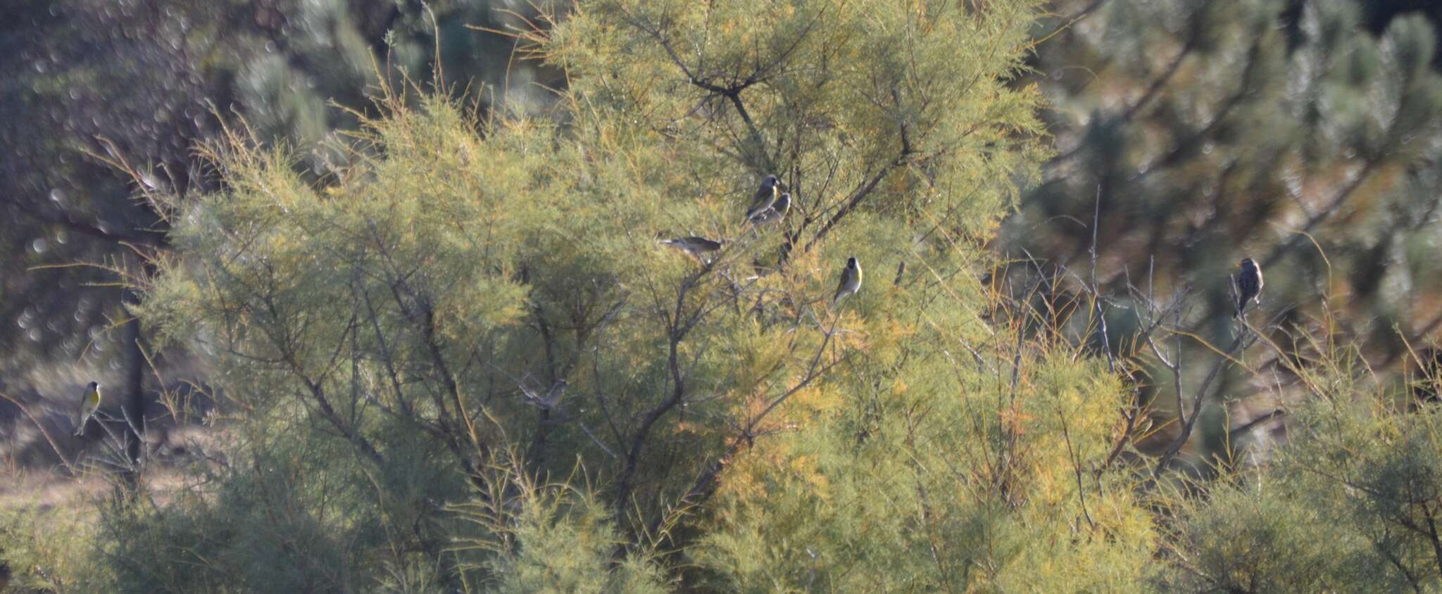 Image of Lawrence's Goldfinch