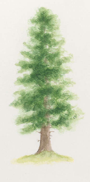 Image of Silver Fir