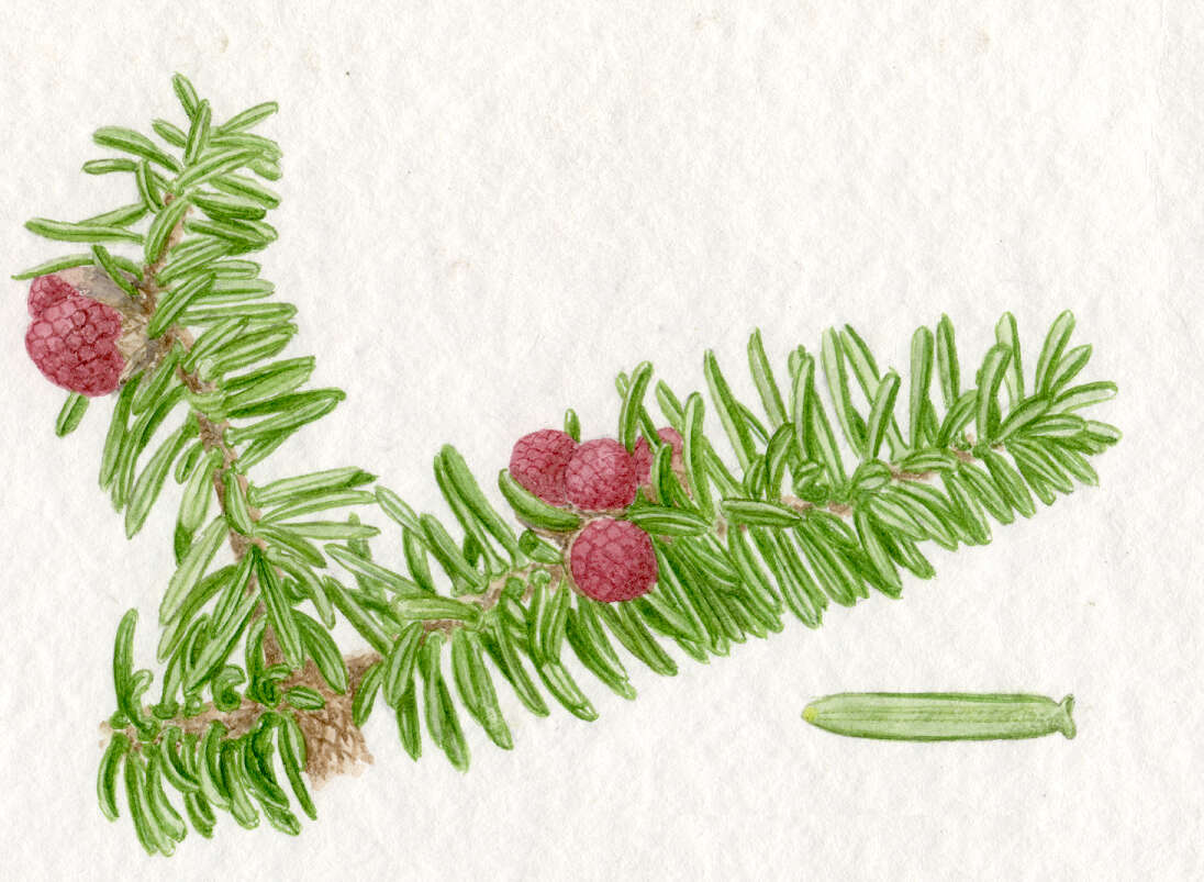 Image of Spanish Fir