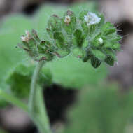 Image of Rattan's phacelia