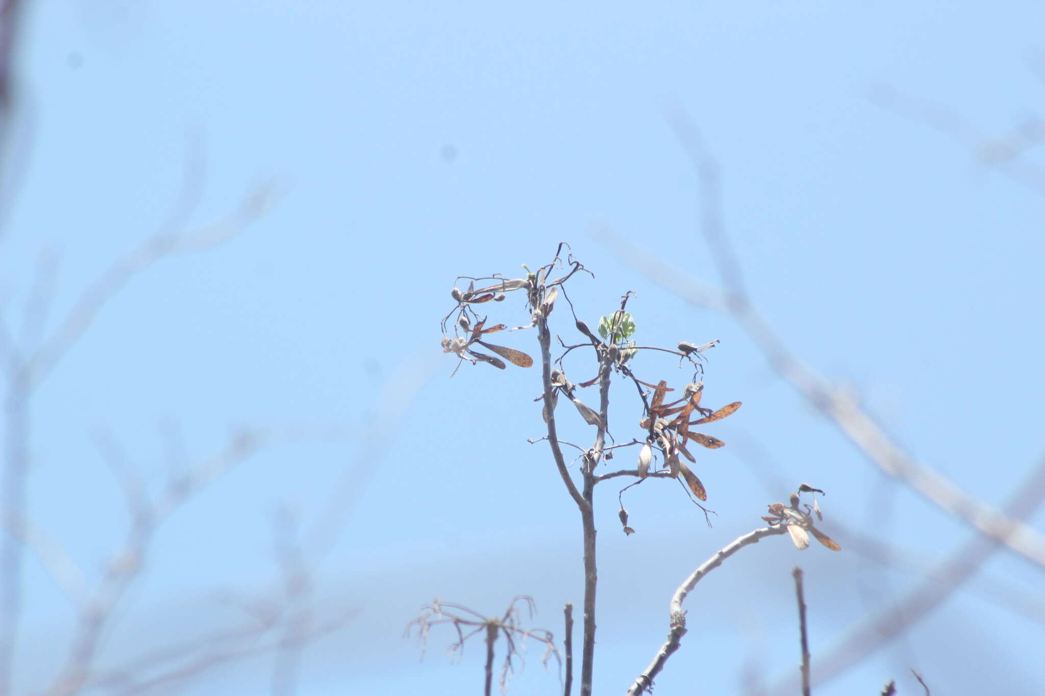 Image of Gyrocarpus mocinoi A. Espejo Serna