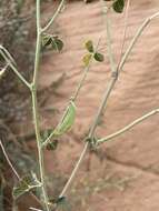 Image de Rhynchosia malacophylla (Spreng.) Bojer