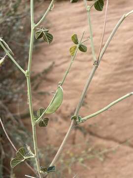 Image of Rhynchosia malacophylla (Spreng.) Bojer