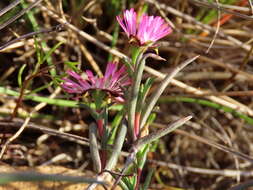 Image of Lampranthus spiniformis (Haw.) N. E. Br.