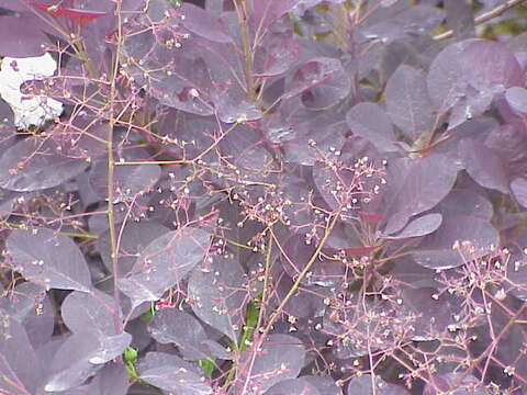 Image of European smoketree