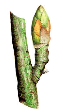 Image of Common Birch