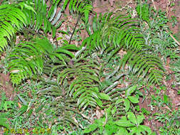 Image of Plagiogyria adnata (Bl.) Bedd.