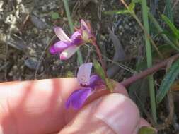 صورة Collinsia heterophylla Buist ex Graham