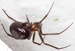 Image of False black widow