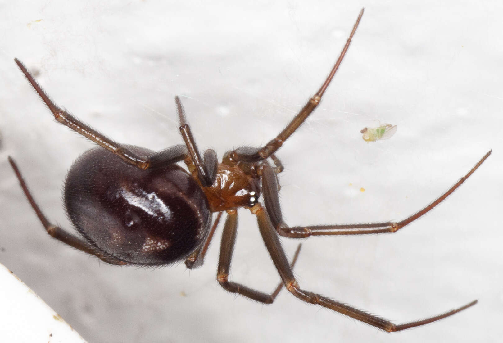 Image of False black widow