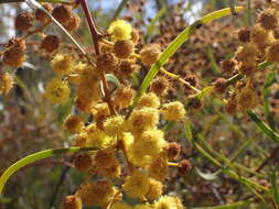 صورة Acacia gladiiformis A. Cunn. ex Benth.