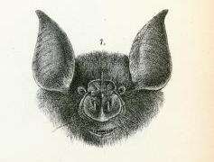 Image of Cyclops Leaf-nosed Bat