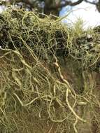 Image of string-of-sausages lichen