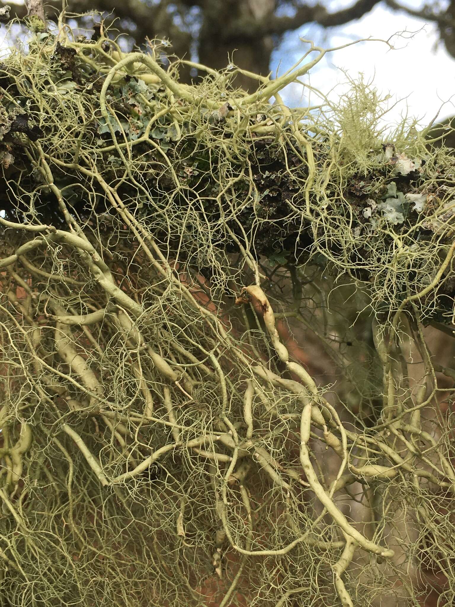 Image of string-of-sausages lichen