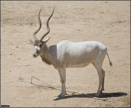 Image of Addax Laurillard 1841