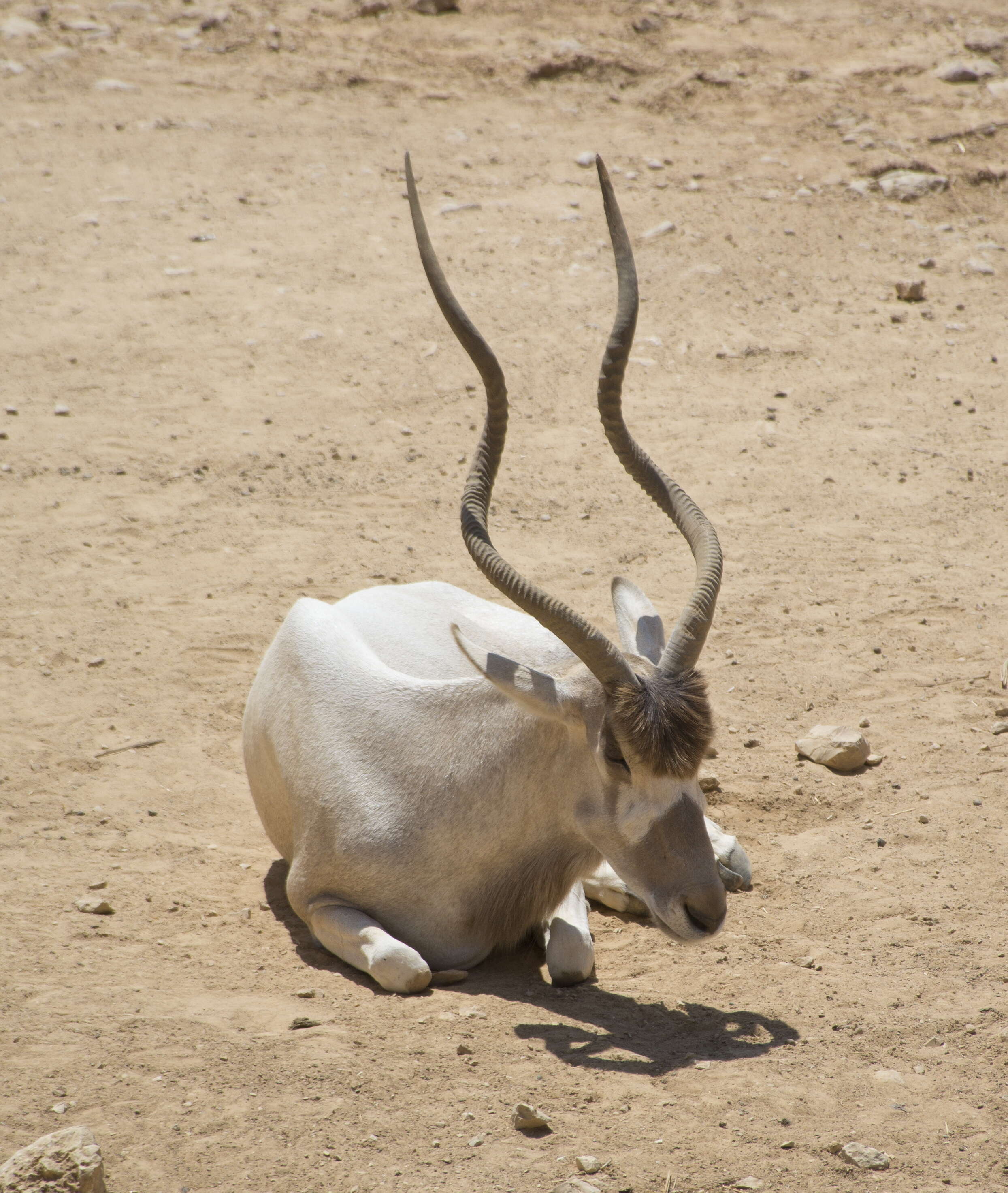 Image of Addax