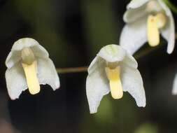 Image of Bulbophyllum newportii (F. M. Bailey) Rolfe