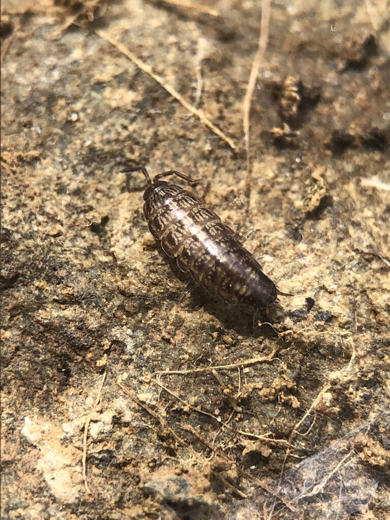 Image of Ctenoscia minima (Dollfus 1892)