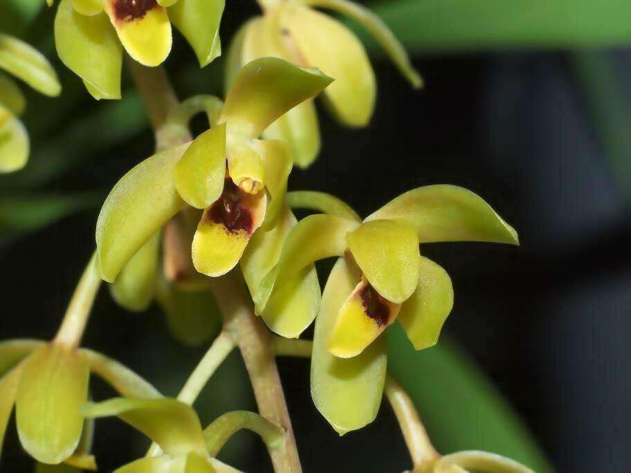 Image of Snake orchid