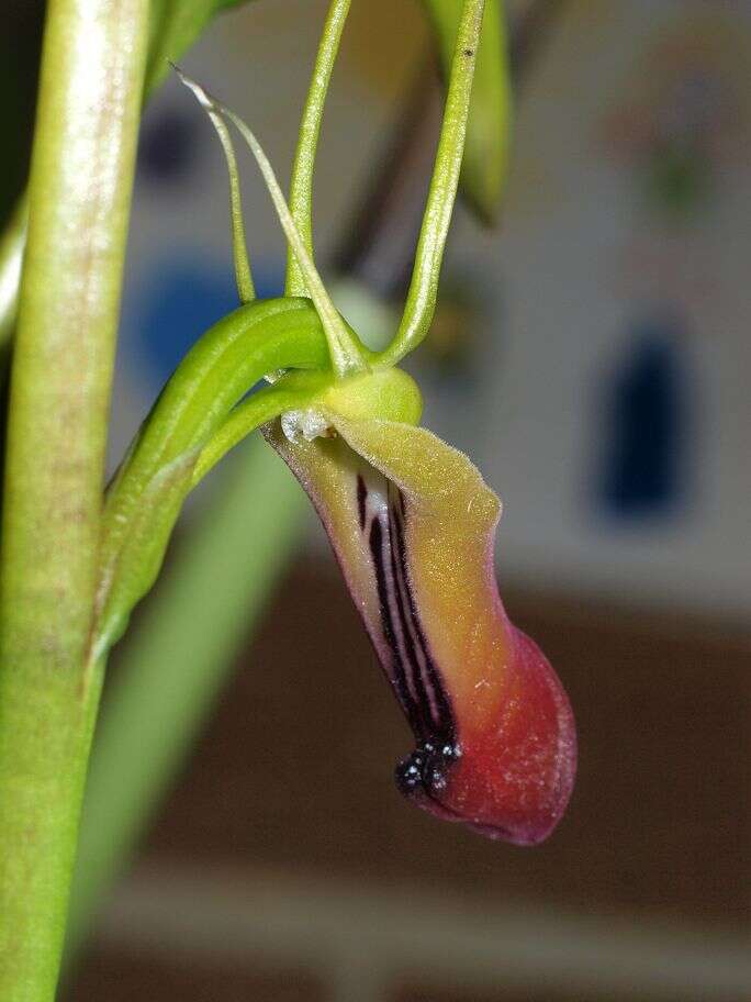 Image of Tongue orchids