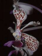 Image of Orchid