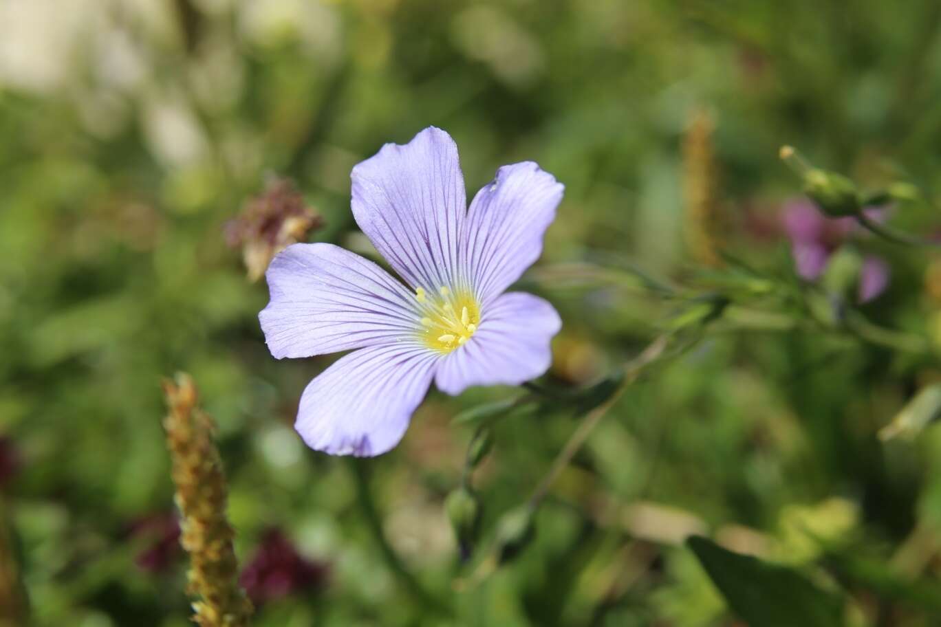 Imagem de Linum alpinum subsp. julicum (Hayek) Hegi