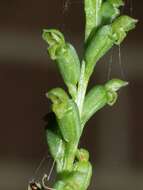 Image of Common onion orchid