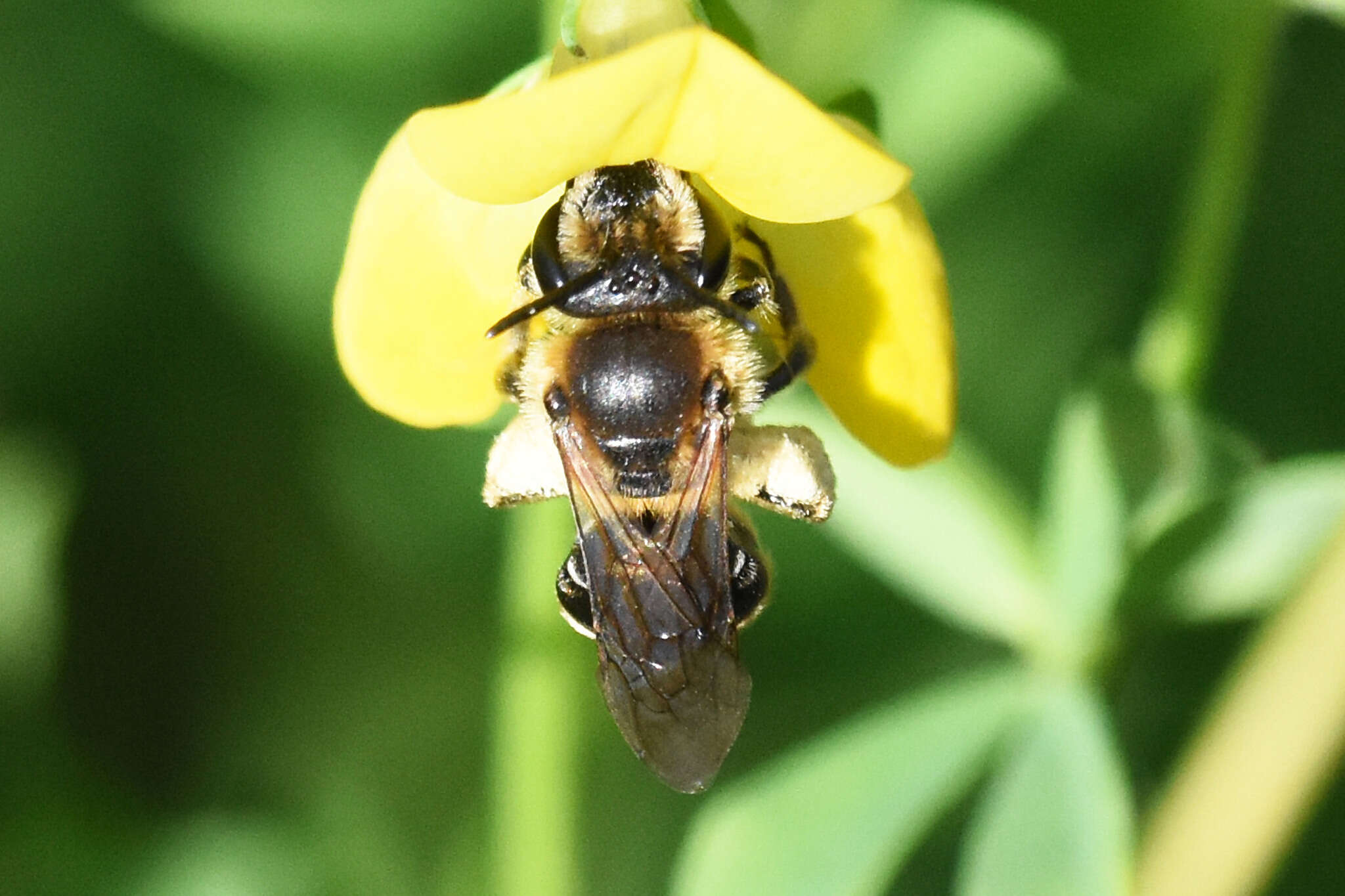 Image of Andrenine bee