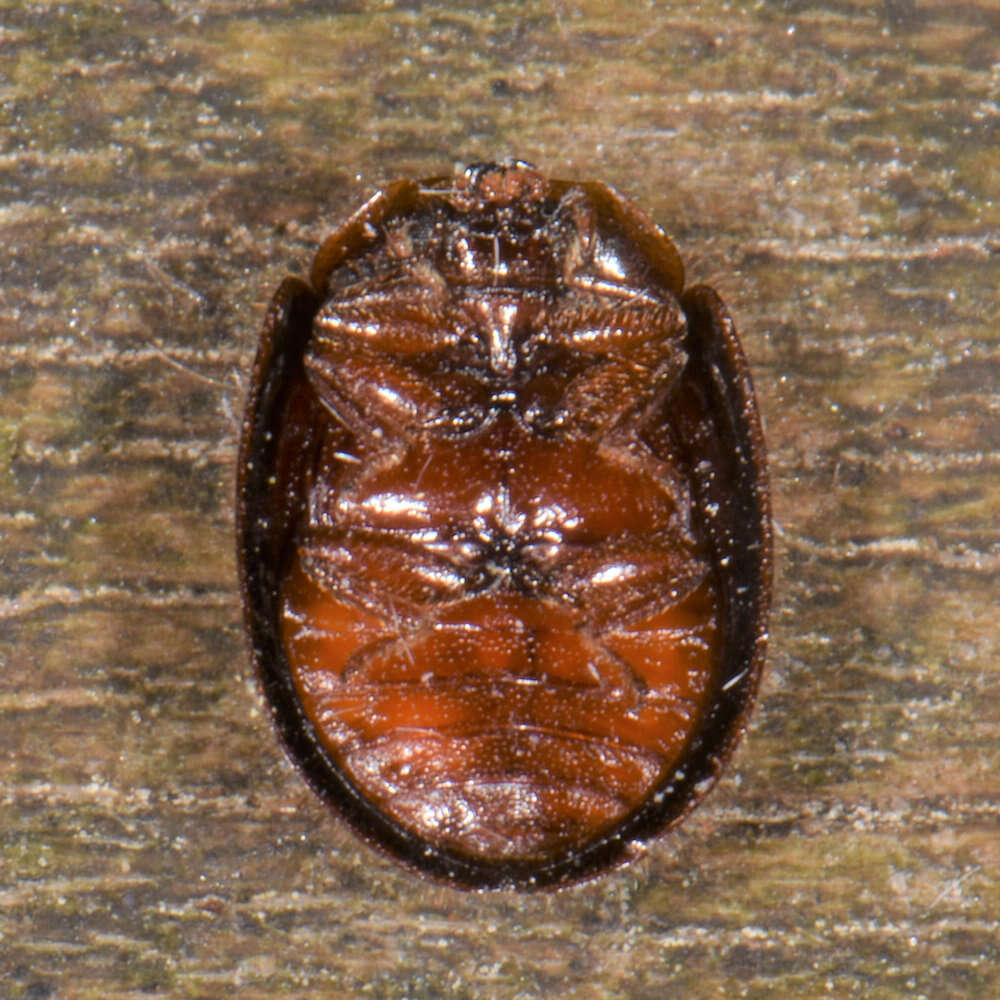 Image of <i>Thymalus marginicollis</i>