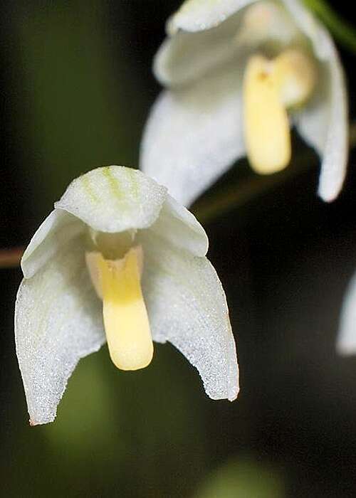 Imagem de Bulbophyllum newportii (F. M. Bailey) Rolfe