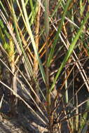 Image of cordgrass