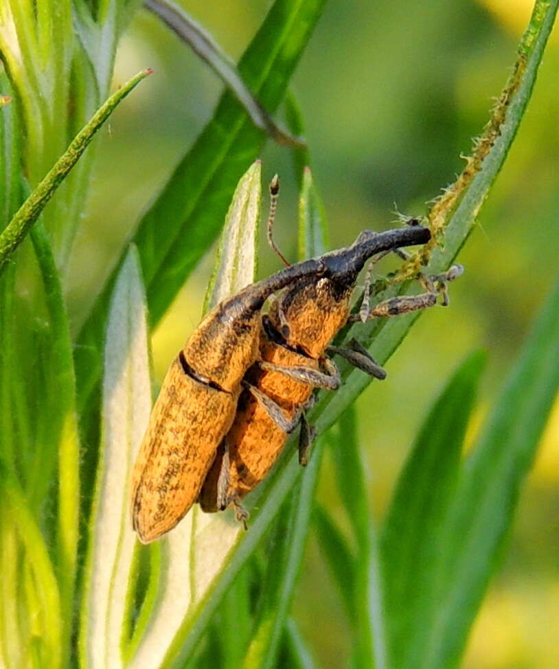 Image of Lixus fasciculatus Boheman 1836