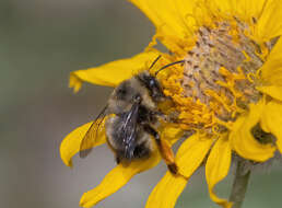 Image of Habropoda cineraria (Smith 1879)