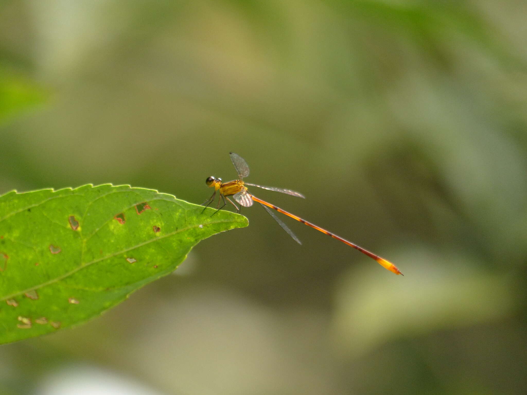 Image of Heteragrion alienum Williamson 1919