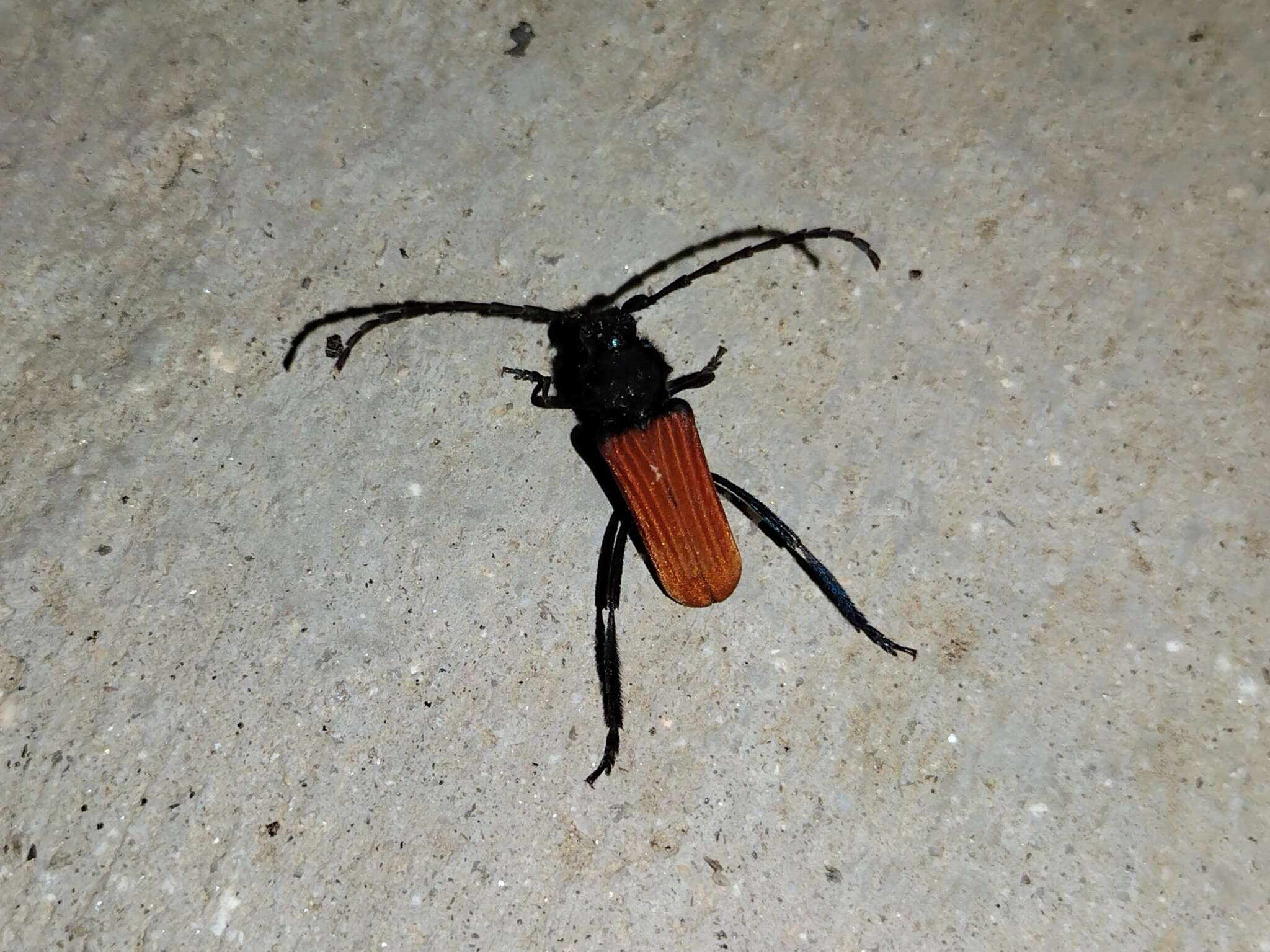 Image of Long-horned beetle