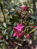 Image of Boronia fraseri Hook.