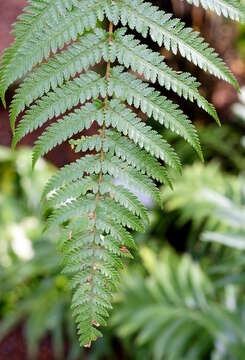 Image of Rough Tree Fern