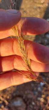 Image of needlegrass