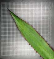 Image of Agave obscura Schiede ex Schltdl.