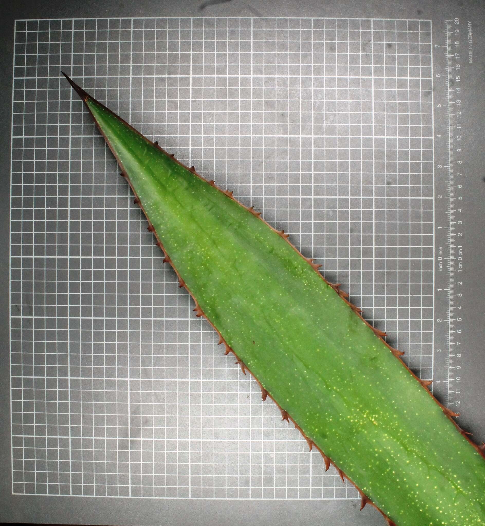 Image of Agave obscura Schiede ex Schltdl.