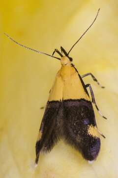 Image of Oecophora bractella Linnaeus 1758