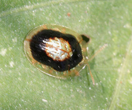 Microctenochira vivida (Boheman 1855)的圖片