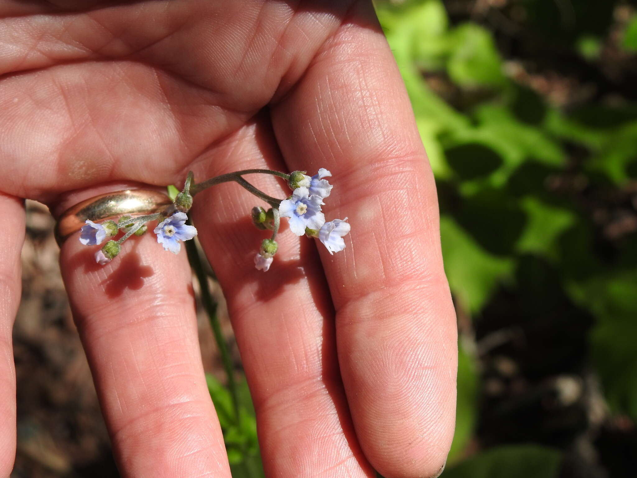 Andersonglossum boreale (Fernald) J. I. Cohen的圖片