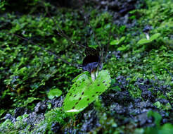 Image de Corybas iridescens Irwin & Molloy