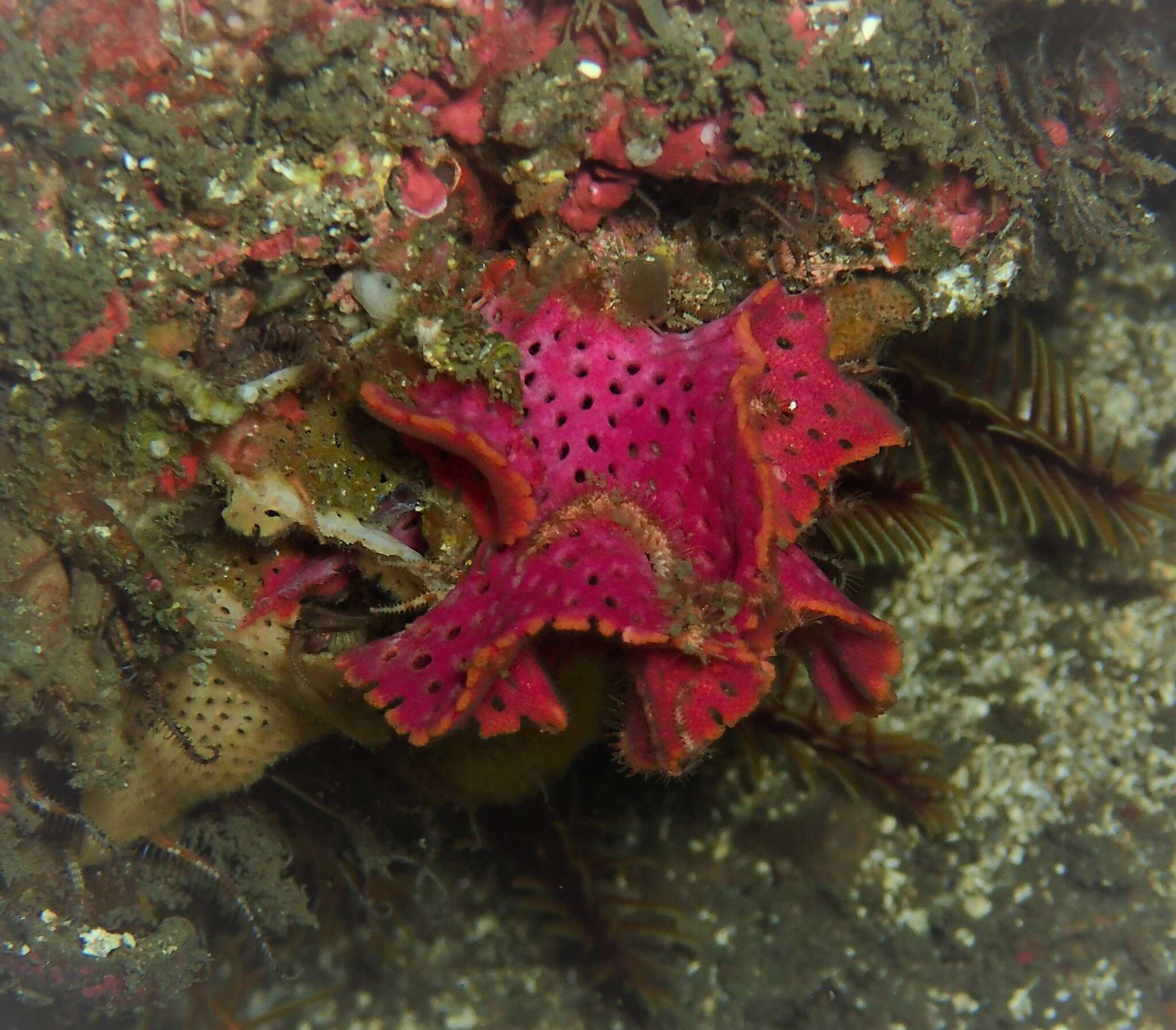 Image of Iodictyum phoeniceum (Busk 1854)