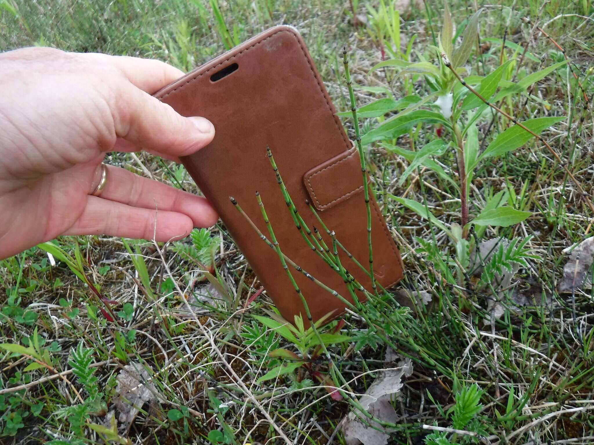 Image of variegated scouringrush